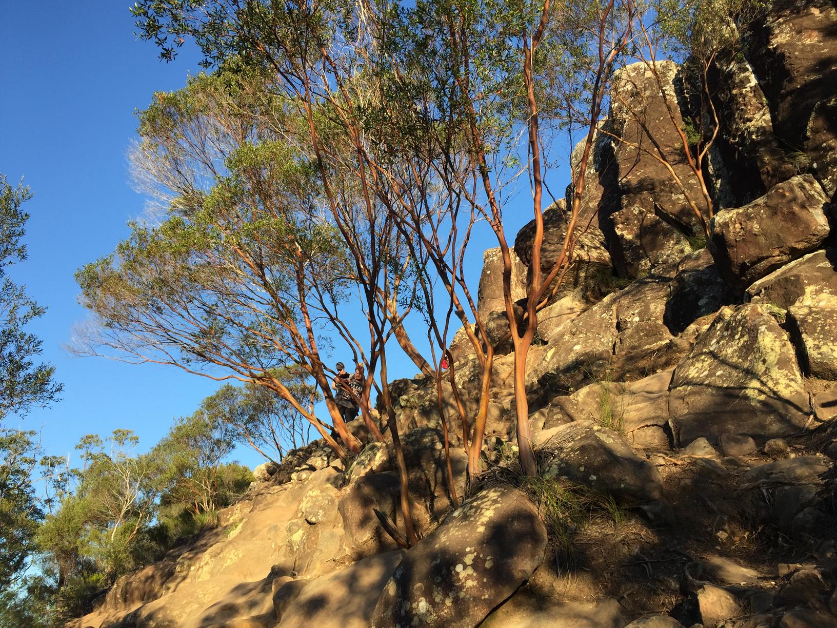 Glass House Mountains National Park Mt. Ngungun Summit Adventure